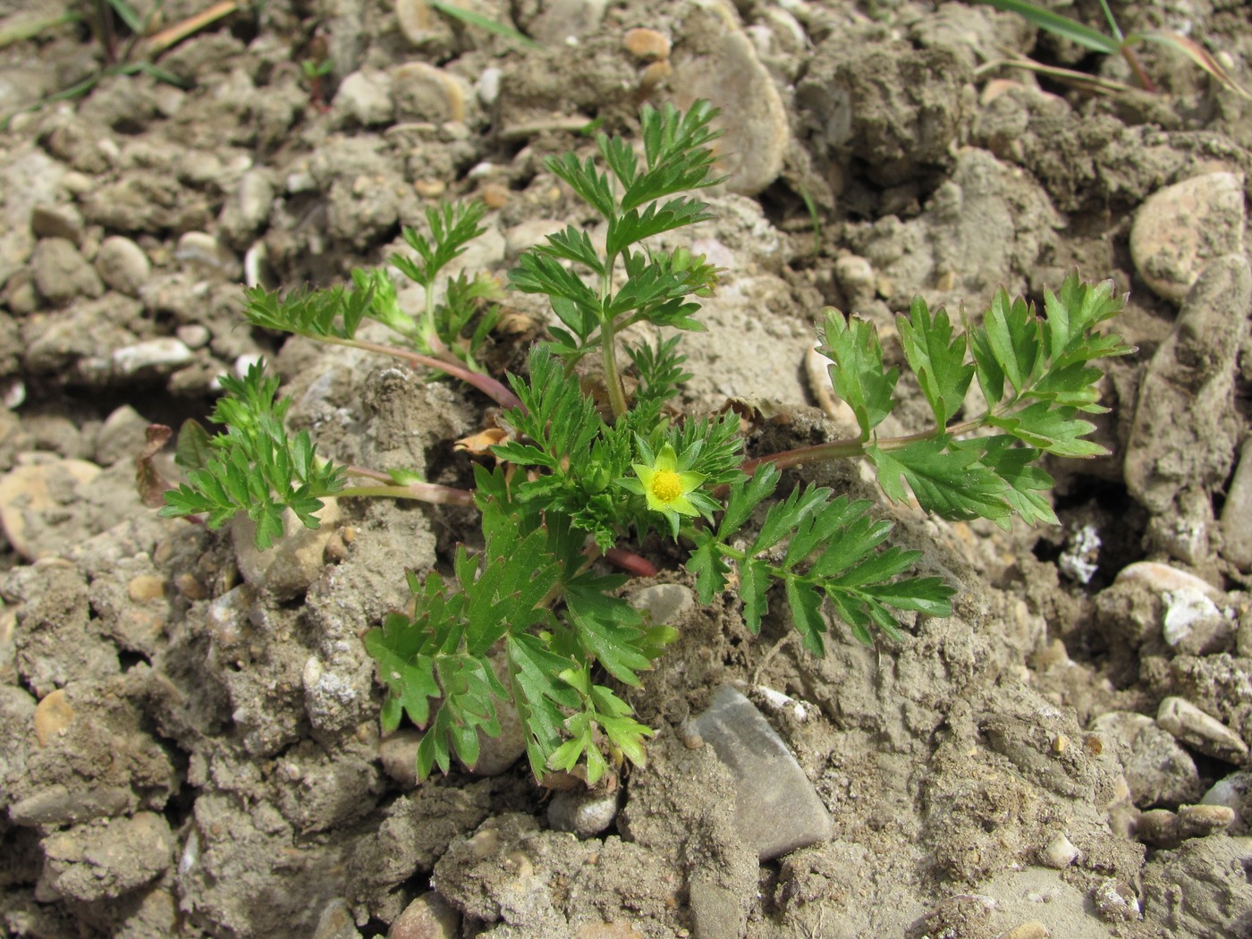 Image of Potentilla supina specimen.