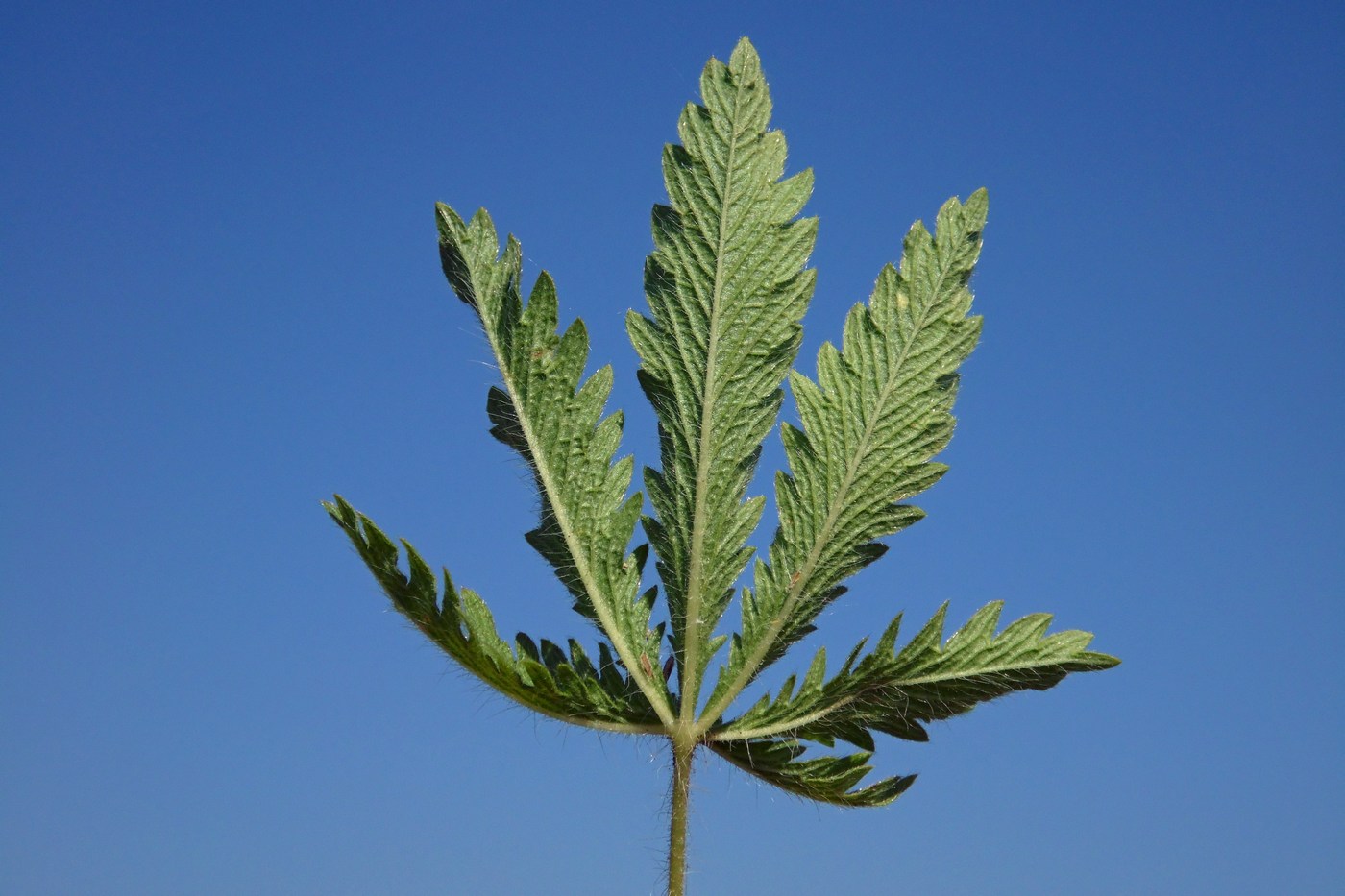 Image of Potentilla recta specimen.