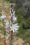Asphodelus cerasifer