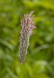 Image of taxon representative. Author is Мария Жукова