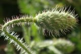 Papaver rhoeas