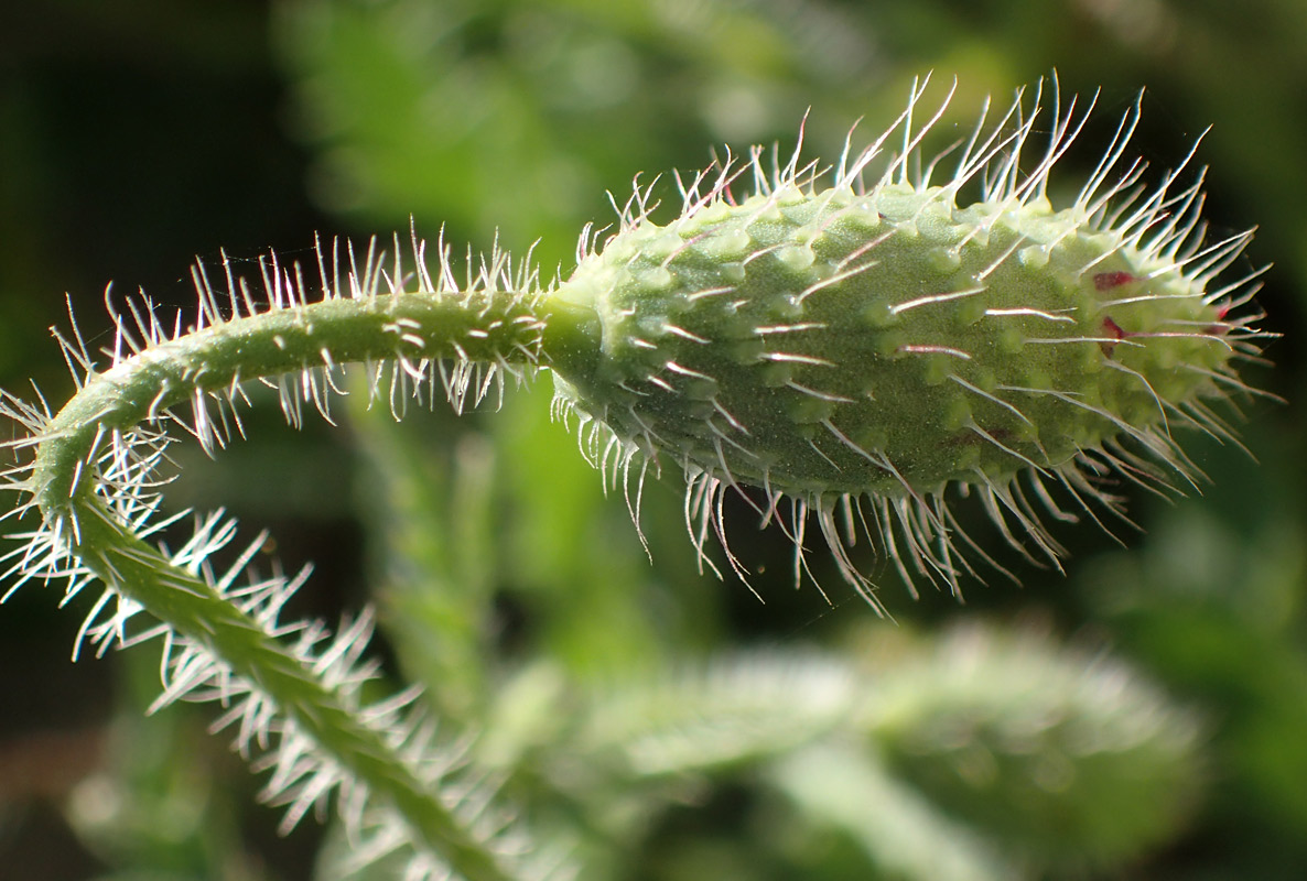 Image of Papaver rhoeas specimen.