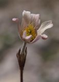 Pulsatilla violacea. Цветок. Северная Осетия, Алагирское ущелье, окр. пос. Ниж. Унал, засушливая котловина, 950 м н.у.м. 07.05.2010.