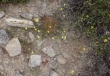 Erysimum pusillum ssp. hayekii