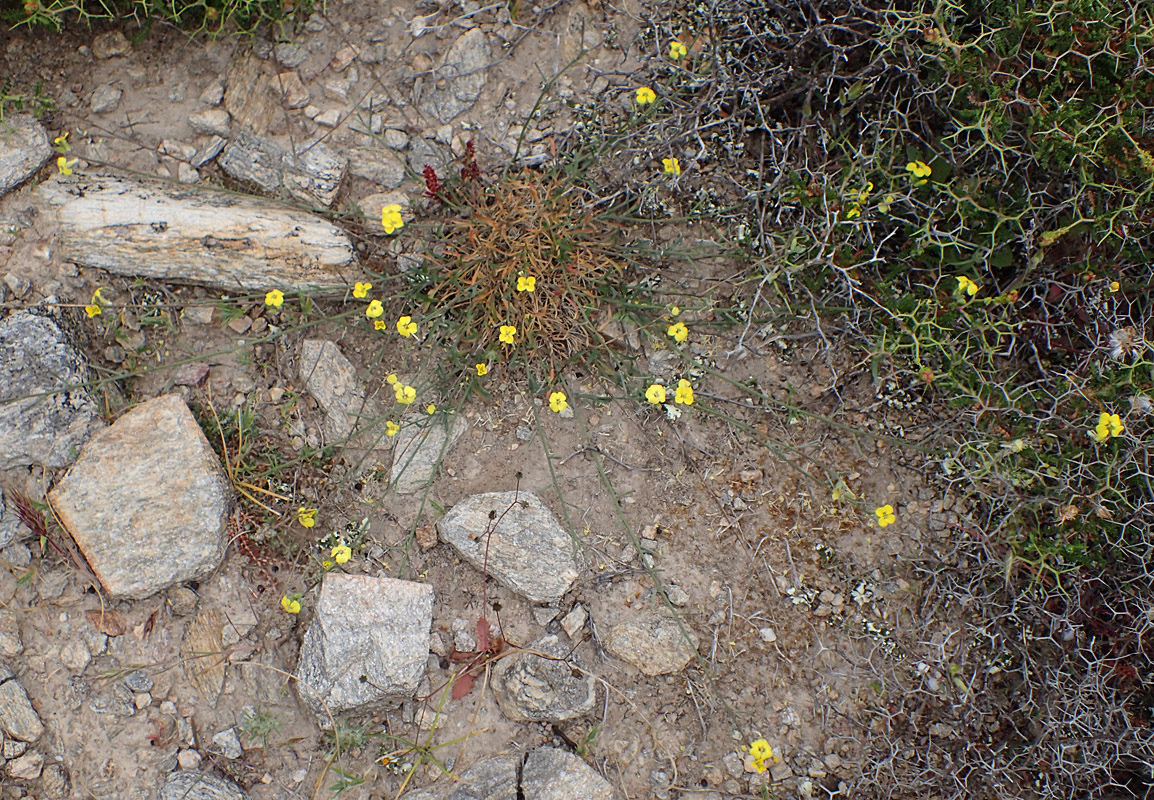 Image of Erysimum pusillum ssp. hayekii specimen.