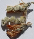 Image of taxon representative. Author is Михаил Князев