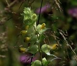 genus Rhinanthus