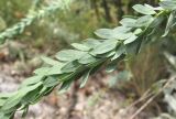 genus Euphorbia. Часть побега. Кабардино-Балкария, Эльбрусский р-н, окр. с. Бедык, ок. 1000-1200 м н.у.м., склон горы. 08.08.2018.
