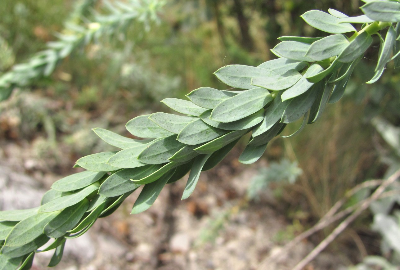 Изображение особи род Euphorbia.