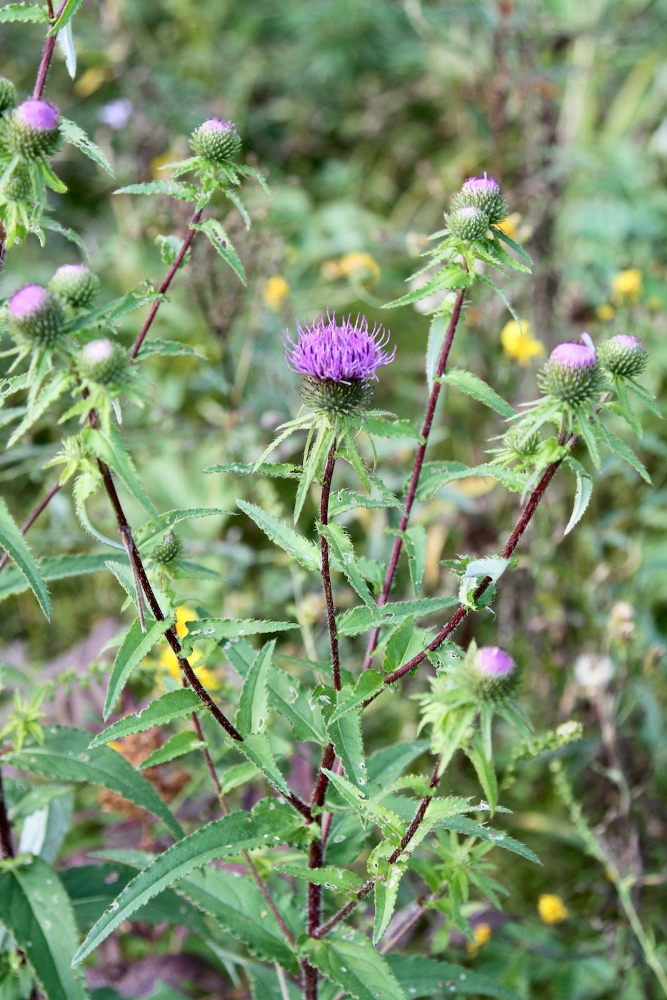 Image of Cirsium vlassovianum specimen.