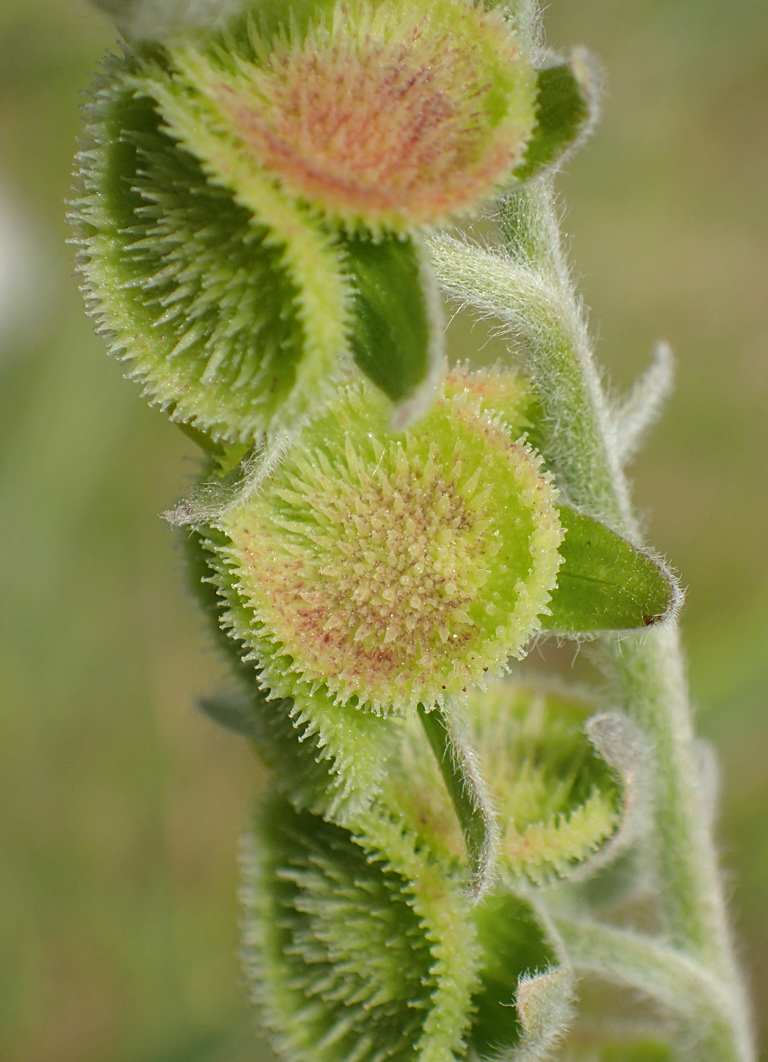 Image of Cynoglossum columnae specimen.