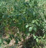 Solanum nigrum. Плодоносящие растения. Тверь, Заволжский р-н, около мусорных контейнеров. 31 августа 2018 г.