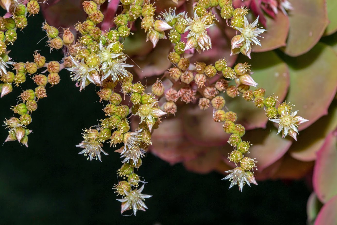 Изображение особи род Aeonium.