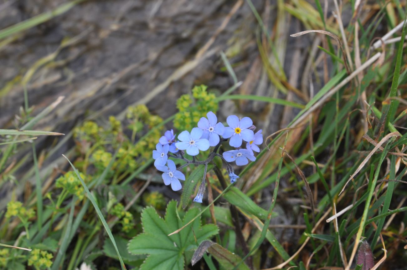 Image of Myosotis sylvatica specimen.