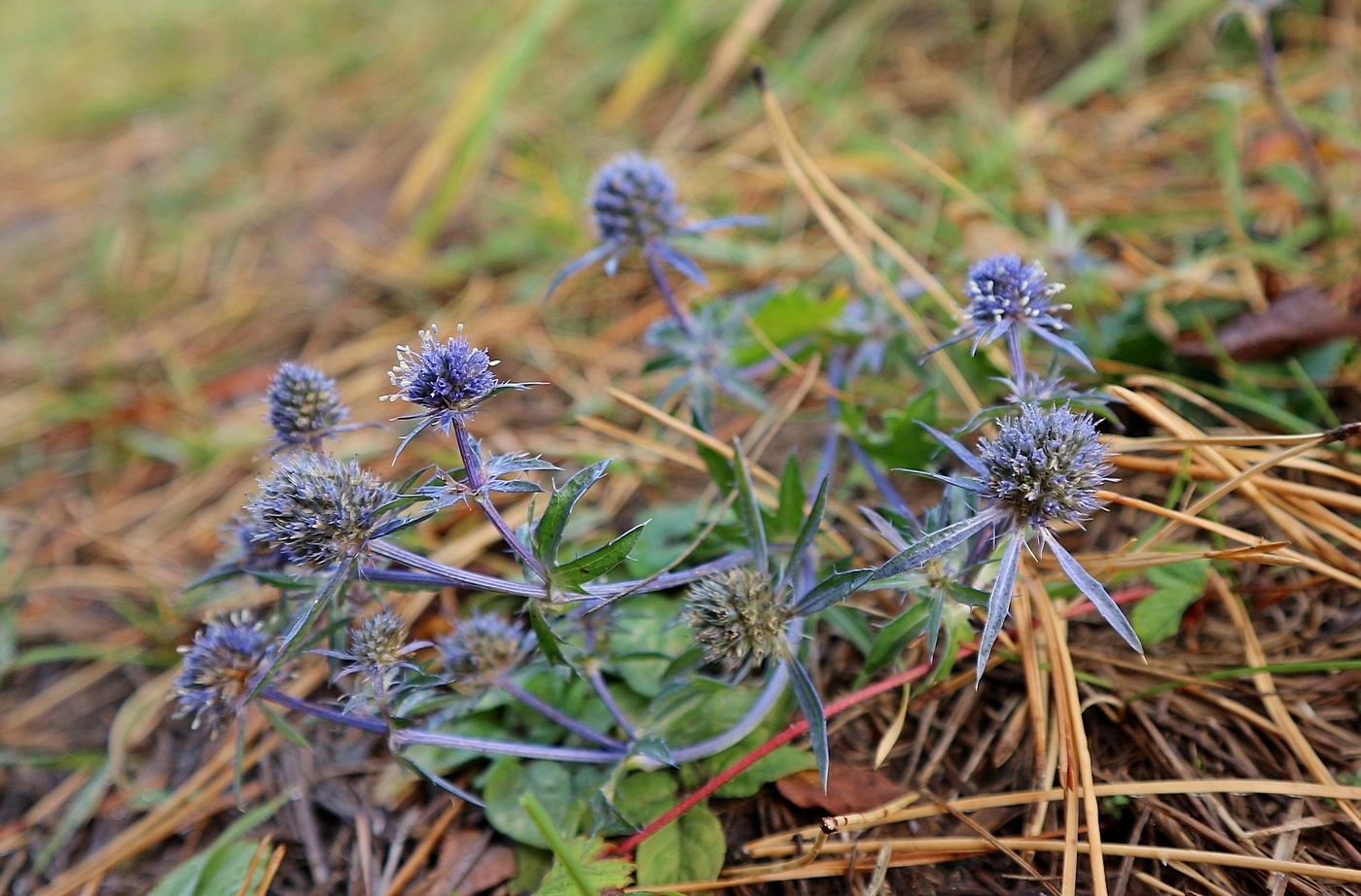 Изображение особи Eryngium planum.