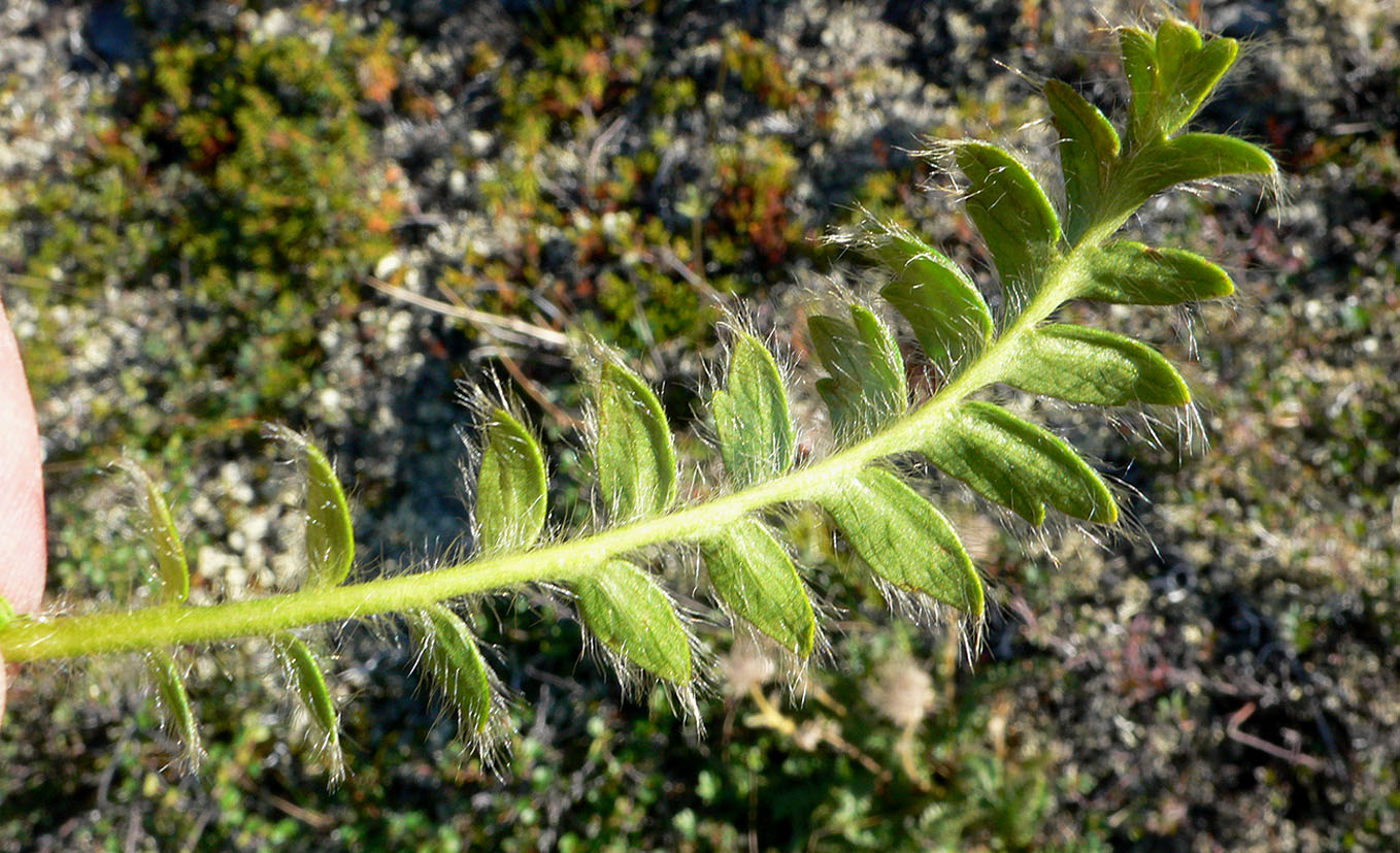 Изображение особи Novosieversia glacialis.