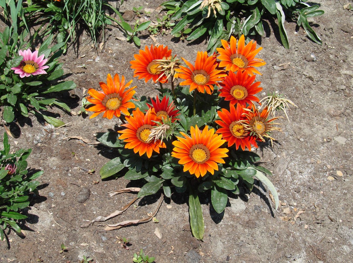 Изображение особи род Gazania.