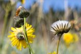 Sonchus humilis