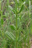 Hypericum linarioides ssp. alpestre