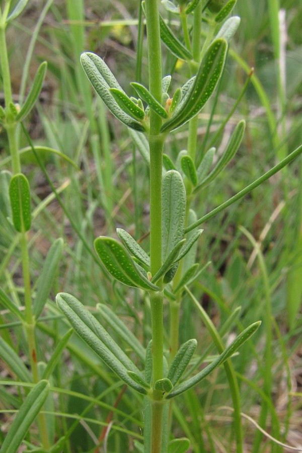 Image of Hypericum linarioides ssp. alpestre specimen.