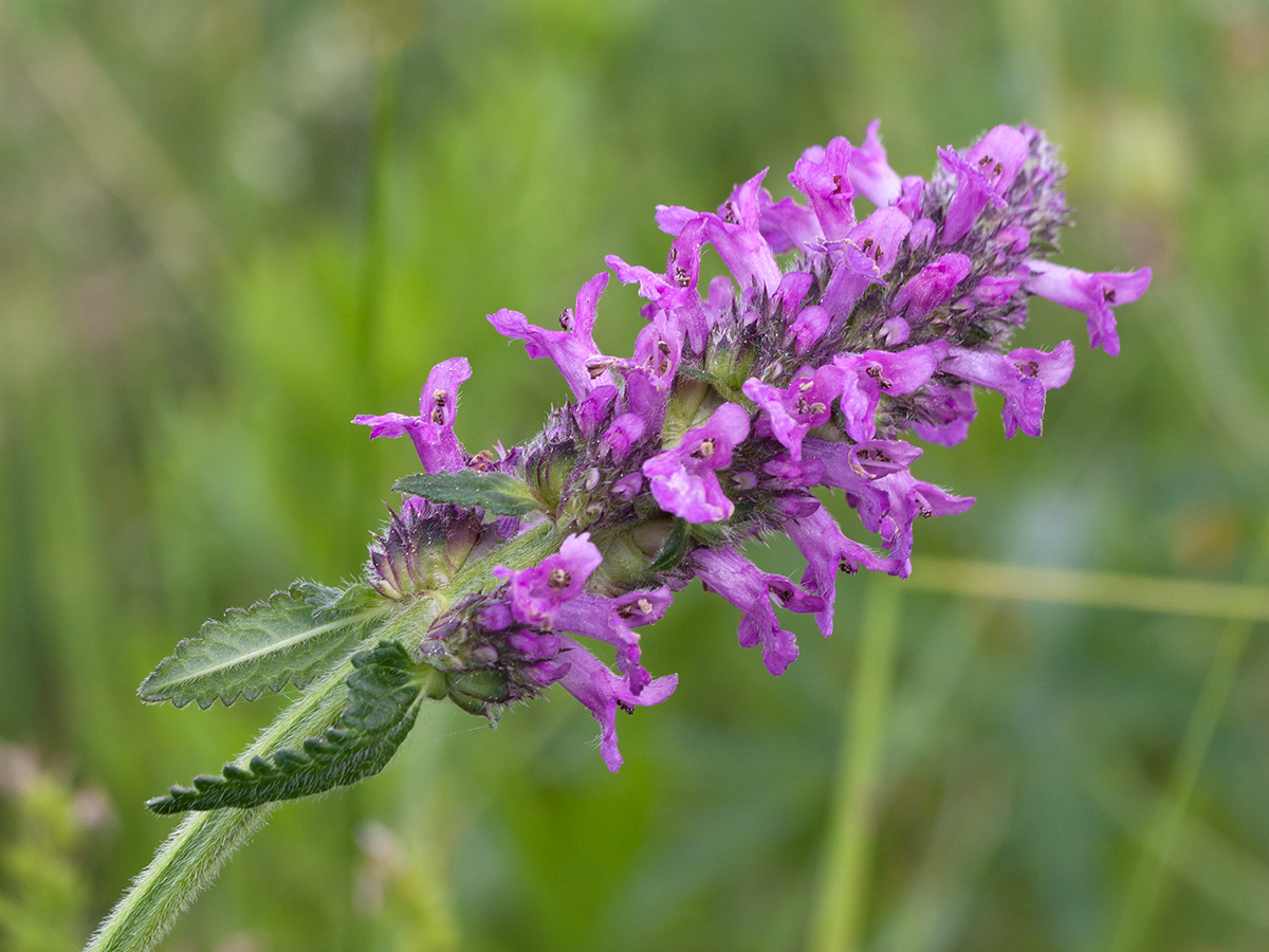 Изображение особи Betonica officinalis.