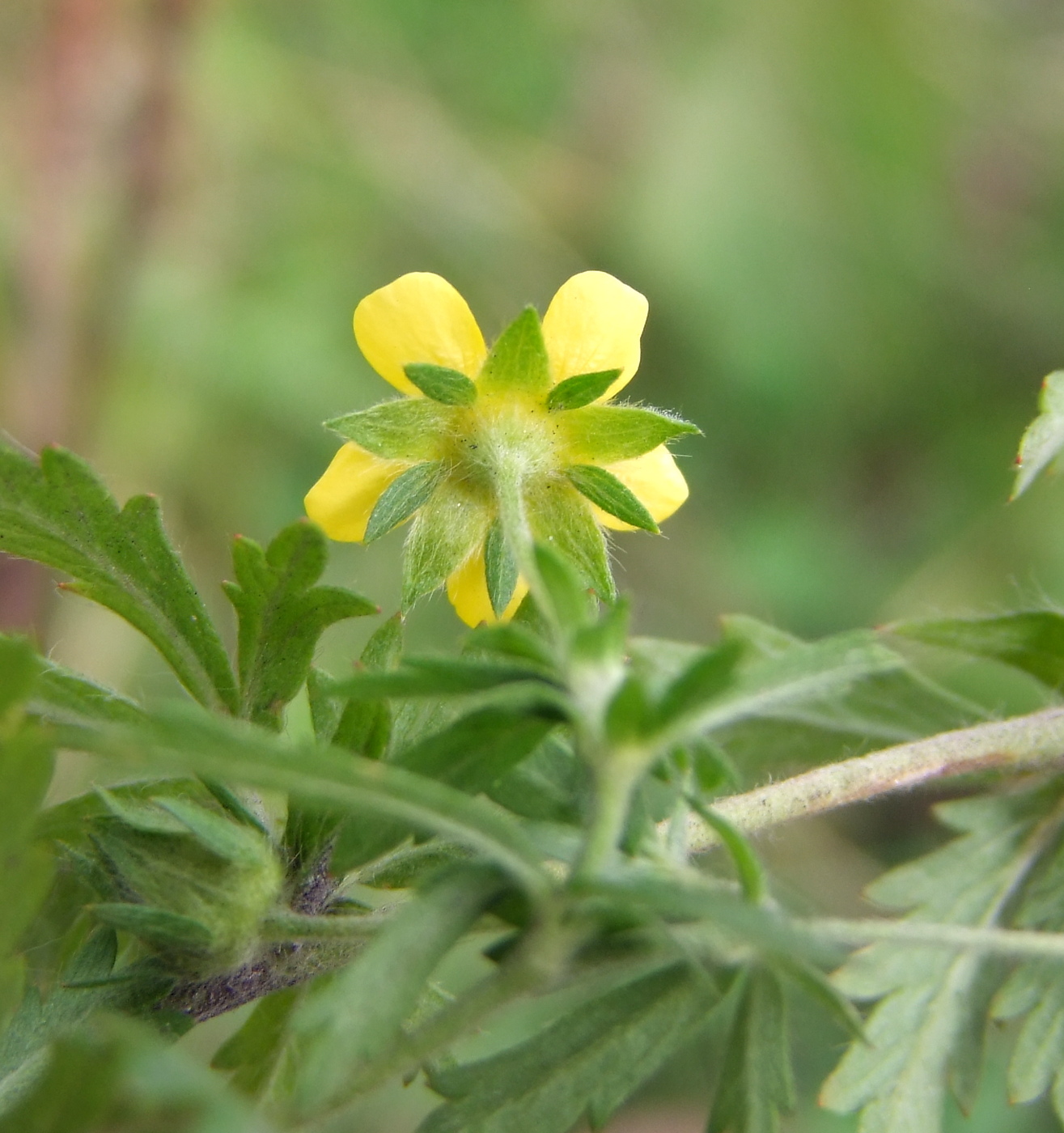 Image of Potentilla intermedia specimen.