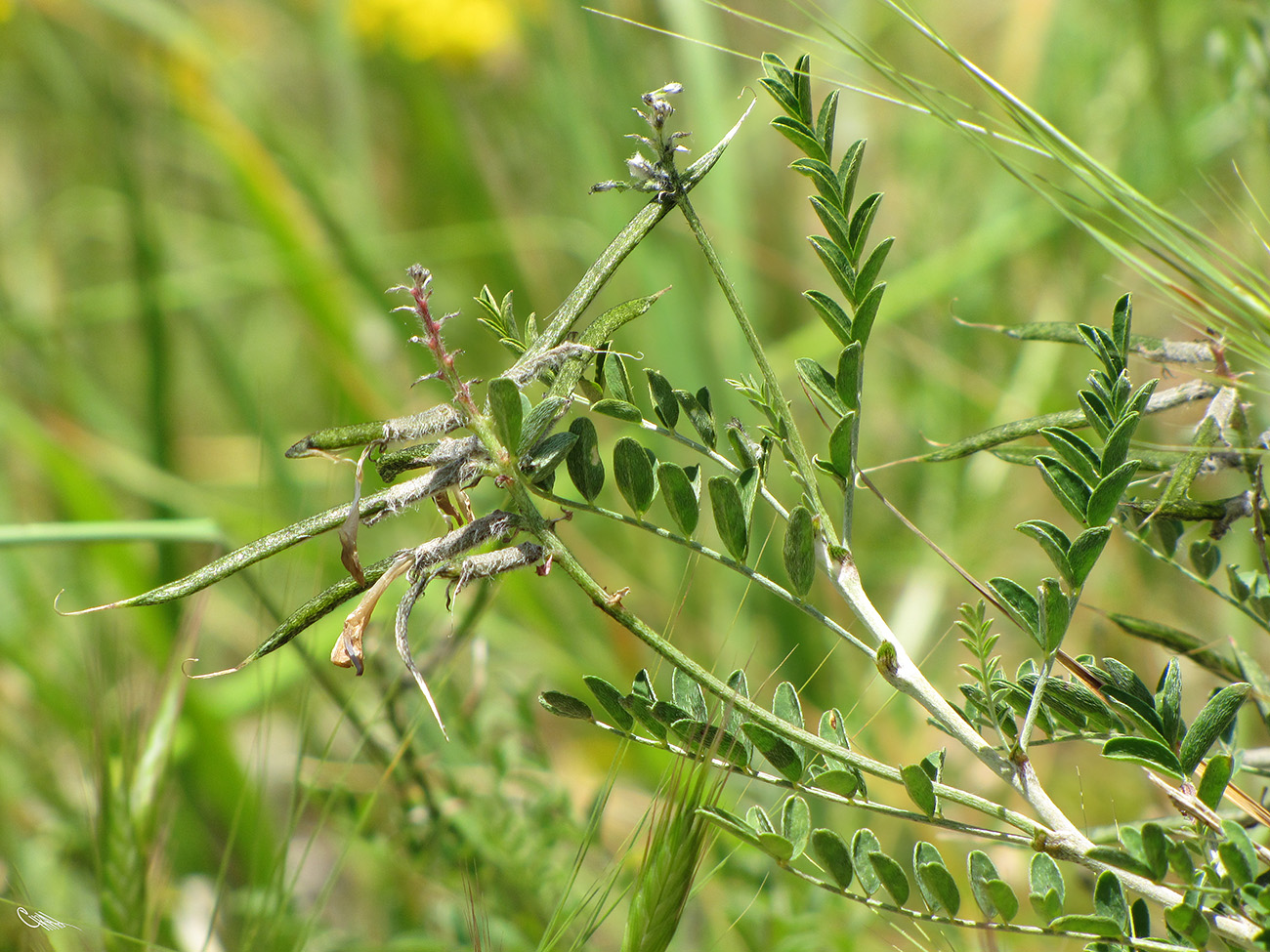 Изображение особи Astragalus neolipskyanus.