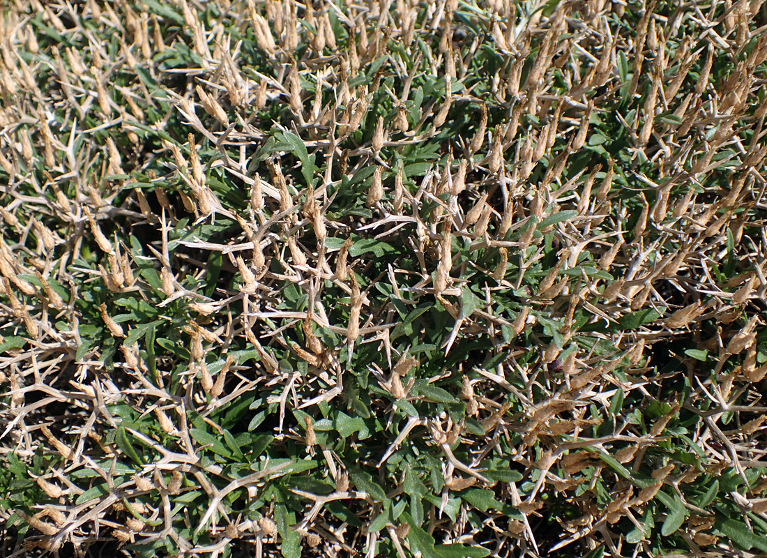 Image of Centaurea spinosa specimen.