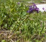 Corydalis conorhiza