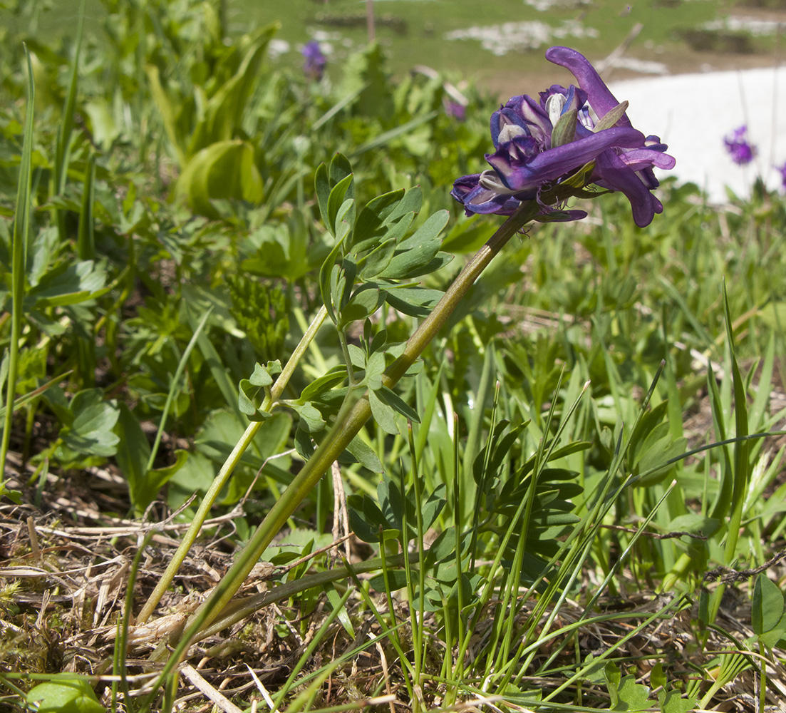 Image of Corydalis conorhiza specimen.