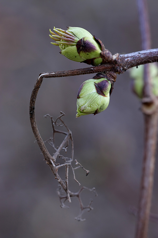 Image of Sambucus sibirica specimen.