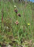 Ophrys mammosa. Цветущее растение. Дагестан, окр. г. Дербент, луг. 23.04.2019.