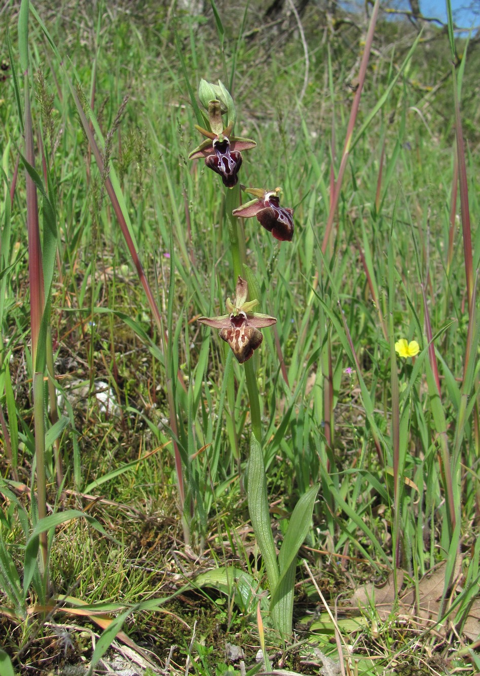 Изображение особи Ophrys mammosa.