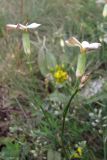 Dianthus marschallii. Цветущее растение. Крым, нижнее плато Чатырдага. 4 июля 2010 г.