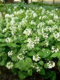 Pachyphragma macrophyllum