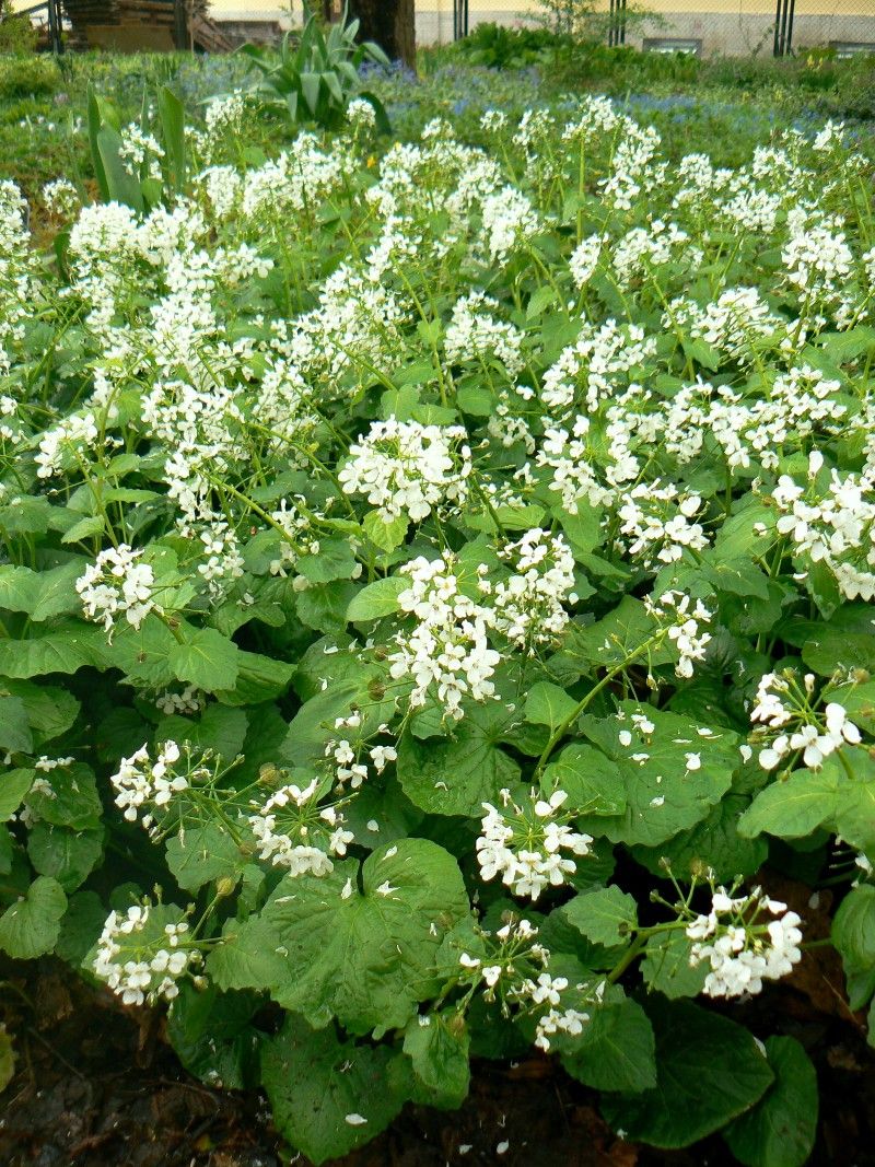 Изображение особи Pachyphragma macrophyllum.