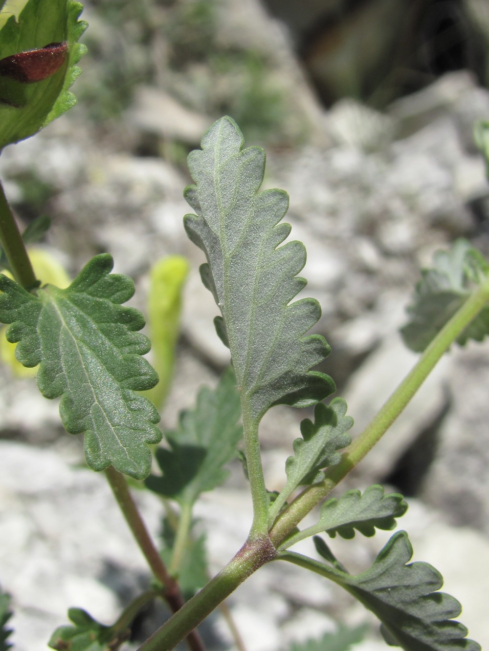 Image of genus Scutellaria specimen.