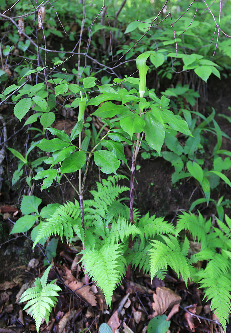 Изображение особи Arisaema peninsulae.