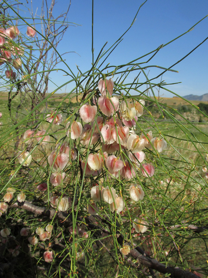 Изображение особи Calligonum aphyllum.