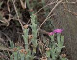 Ruschia perfoliata. Верхушки веточек отцветающих и плодоносящих растений. Израиль, Шарон, г. Тель-Авив, ботанический сад \"Сад кактусов\". 01.07.2019.