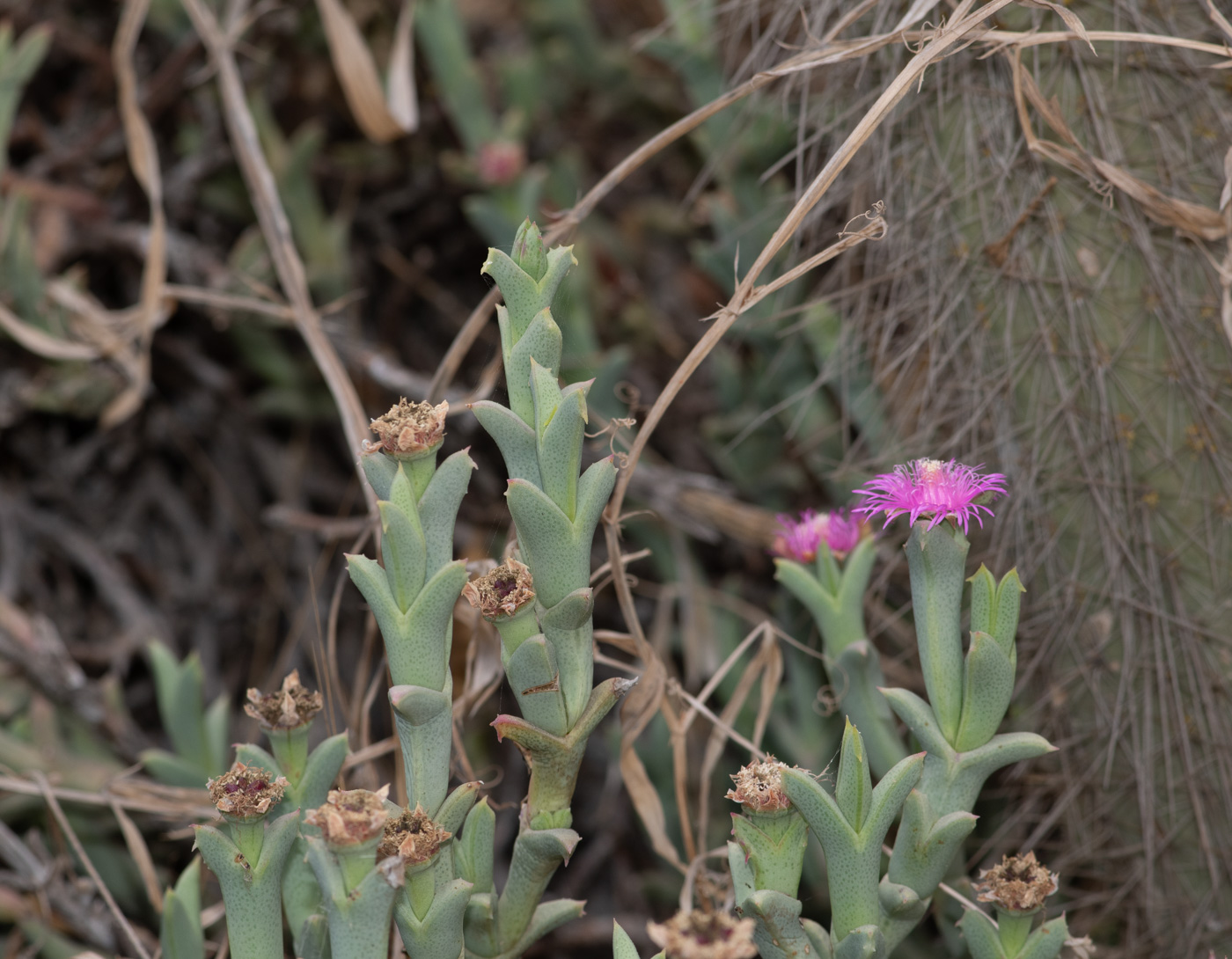 Изображение особи Ruschia perfoliata.