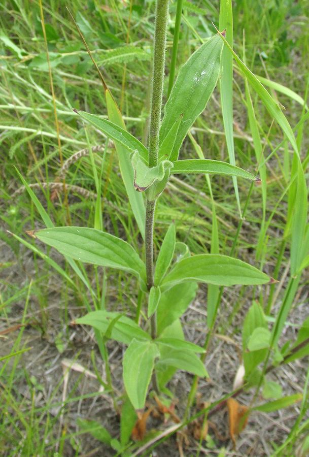 Image of Melandrium album specimen.