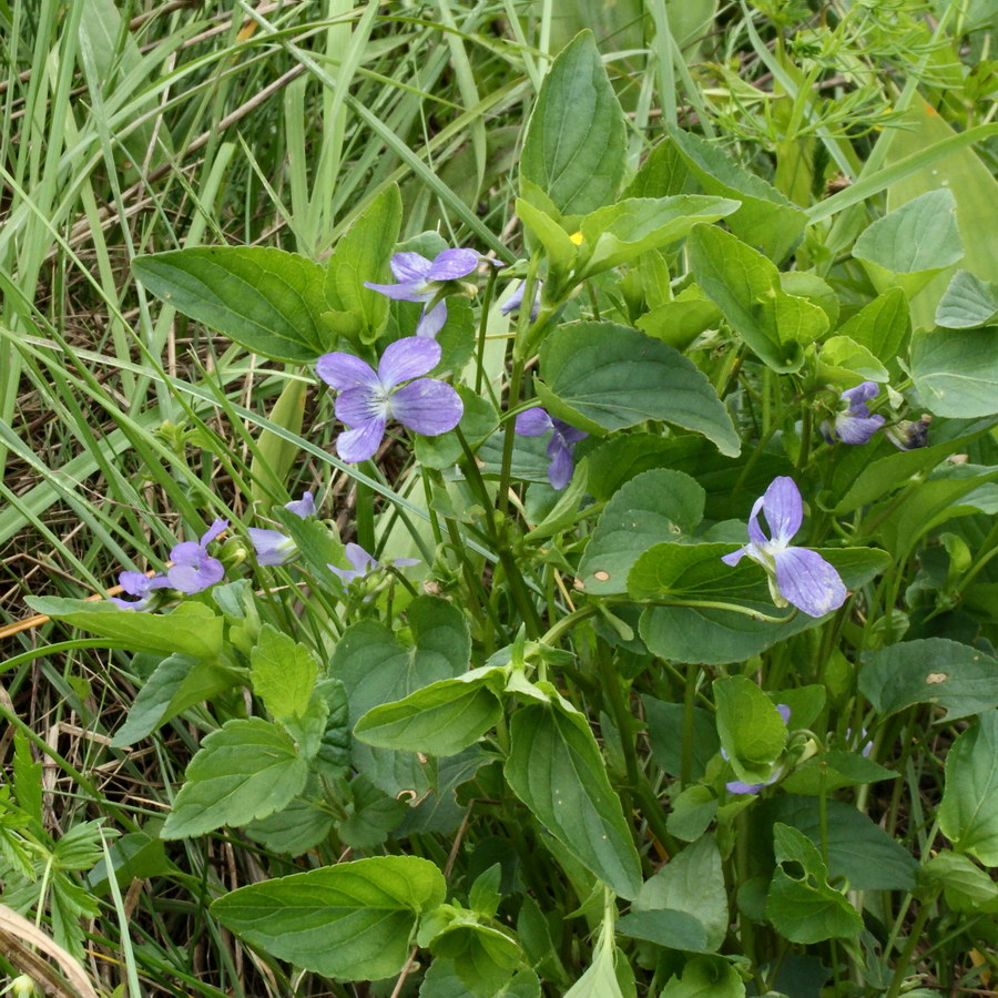 Изображение особи Viola ruppii.