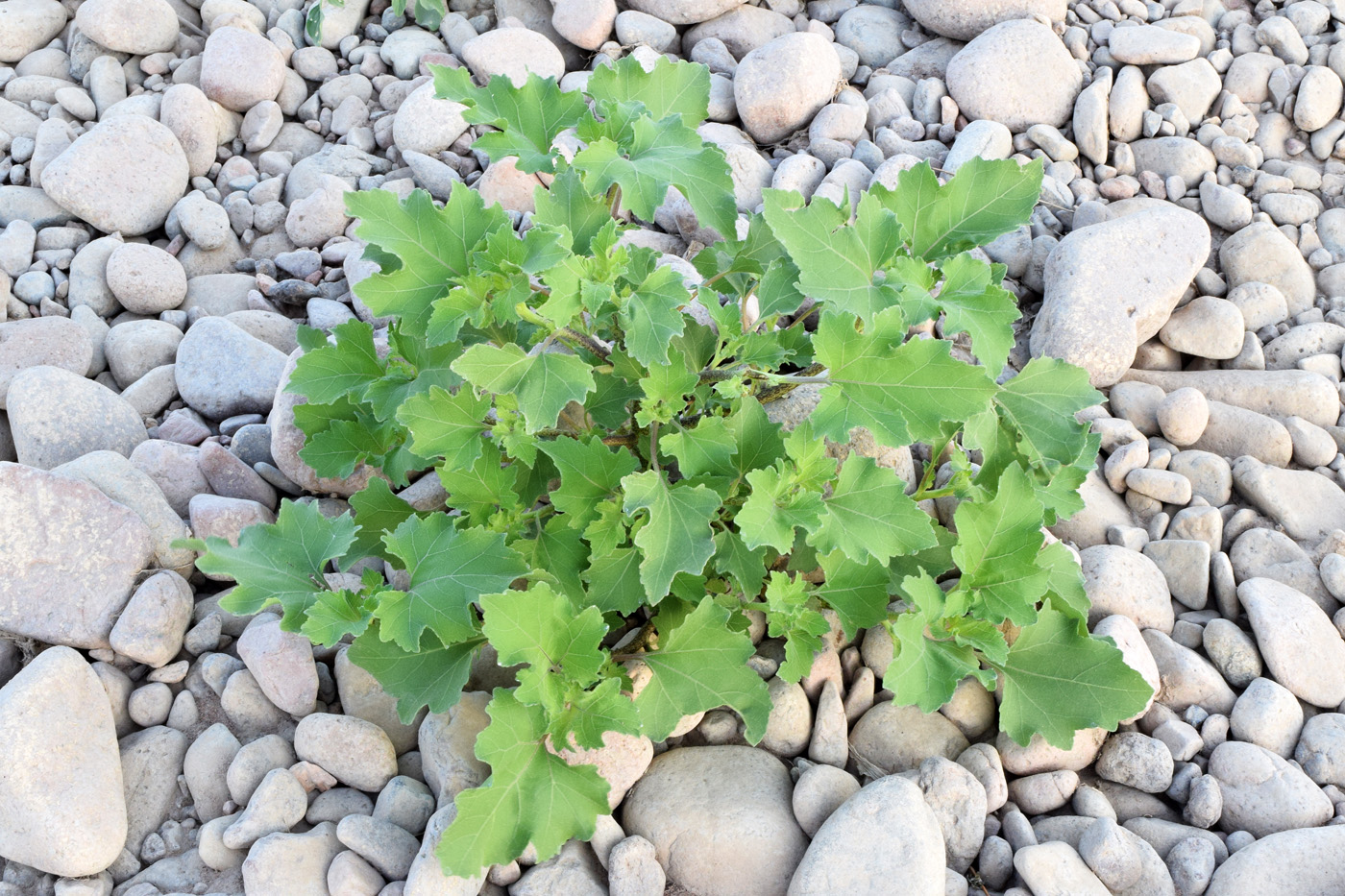 Image of Xanthium orientale specimen.