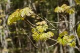 Acer platanoides. Ветвь с молодыми листьями. Ленинградская обл., Кингисеппский р-н, окр. дер. Урмизно близ охоторыболовной базы \"Динамо\", смешанный елово-лиственный лес с участием широколиственных пород. 18.05.2019.