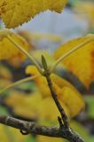Acer tegmentosum