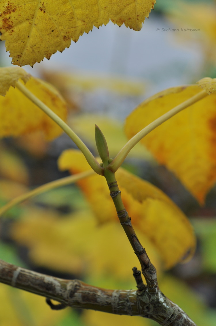 Image of Acer tegmentosum specimen.