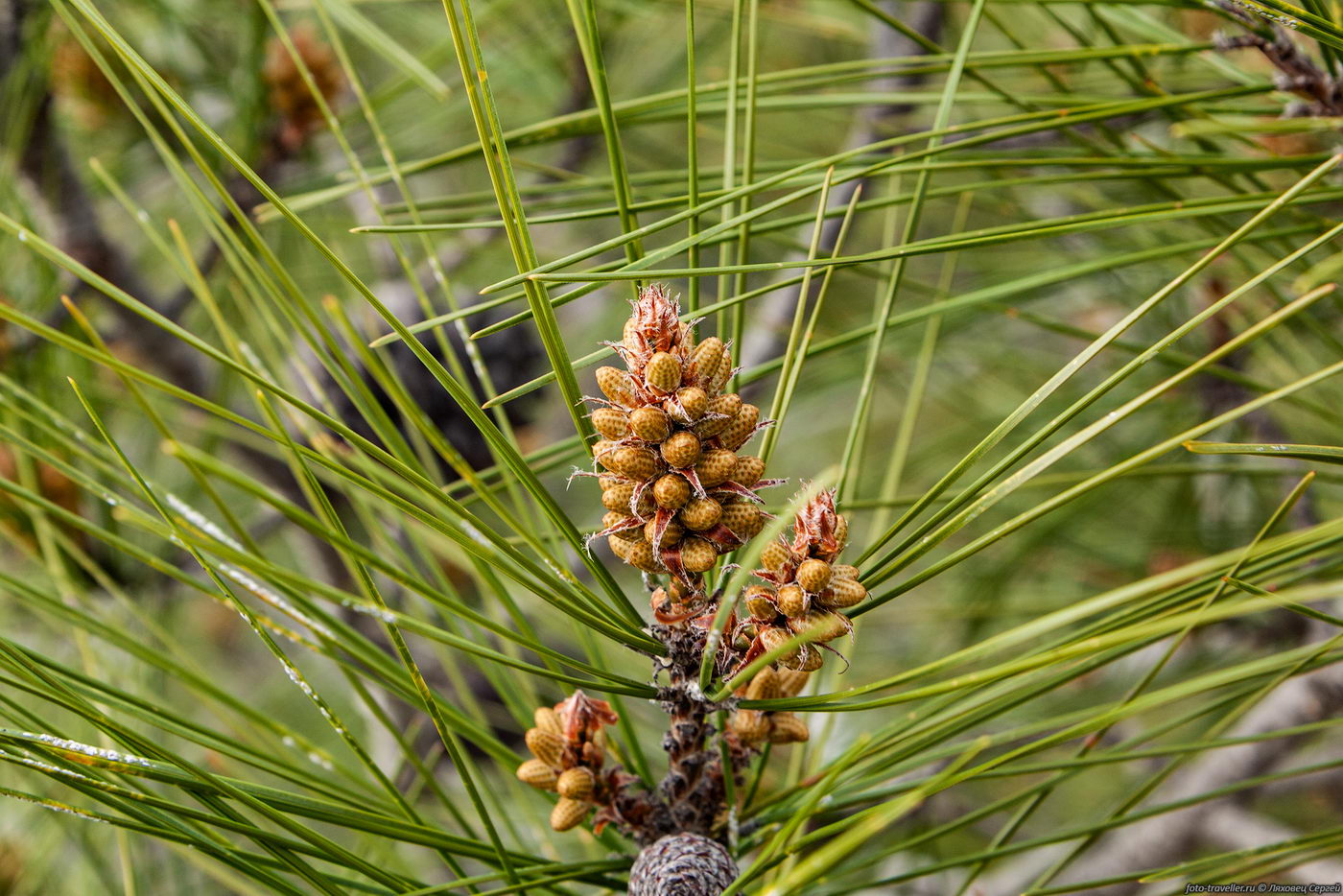 Изображение особи род Pinus.