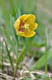 Fritillaria ophioglossifolia. Цветущее растение. Краснодарский край, Мостовский р-н, окр. пос. Кировский, южный склон хребта Агиге в 1 км западнее горы Агиге (2311 м), 2135 м н.у.м., субальпийский луг. 22.05.2019.