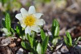 Dryas caucasica. Цветок и листья. Республика Адыгея, Майкопский р-н, окр. с. Новопрохладное (Сахрай), вост. склон горы Большой Тхач, 2050 м н.у.м., каменистый склон. 24.05.2019.